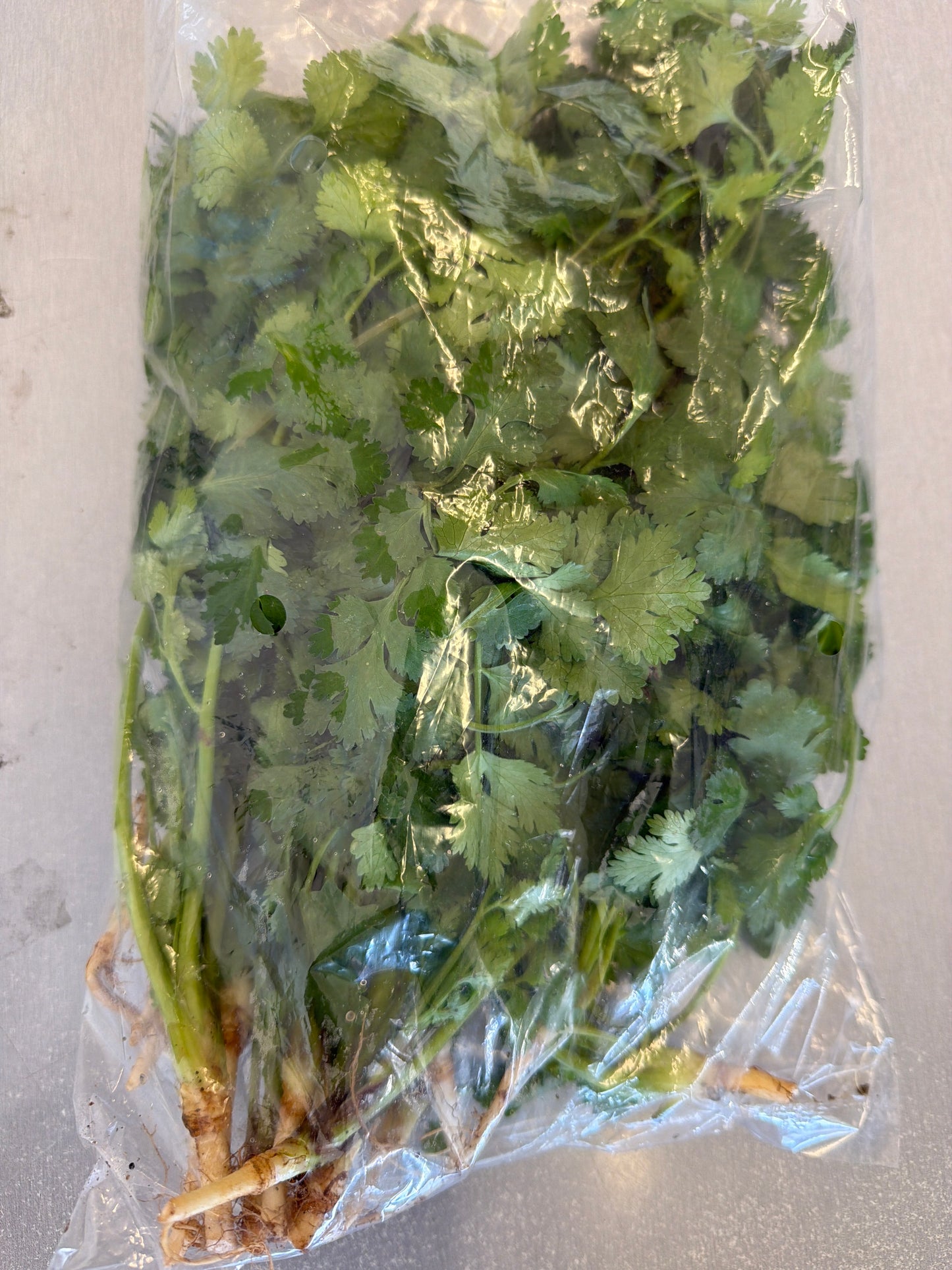 Coriander (malli ela) Leaves