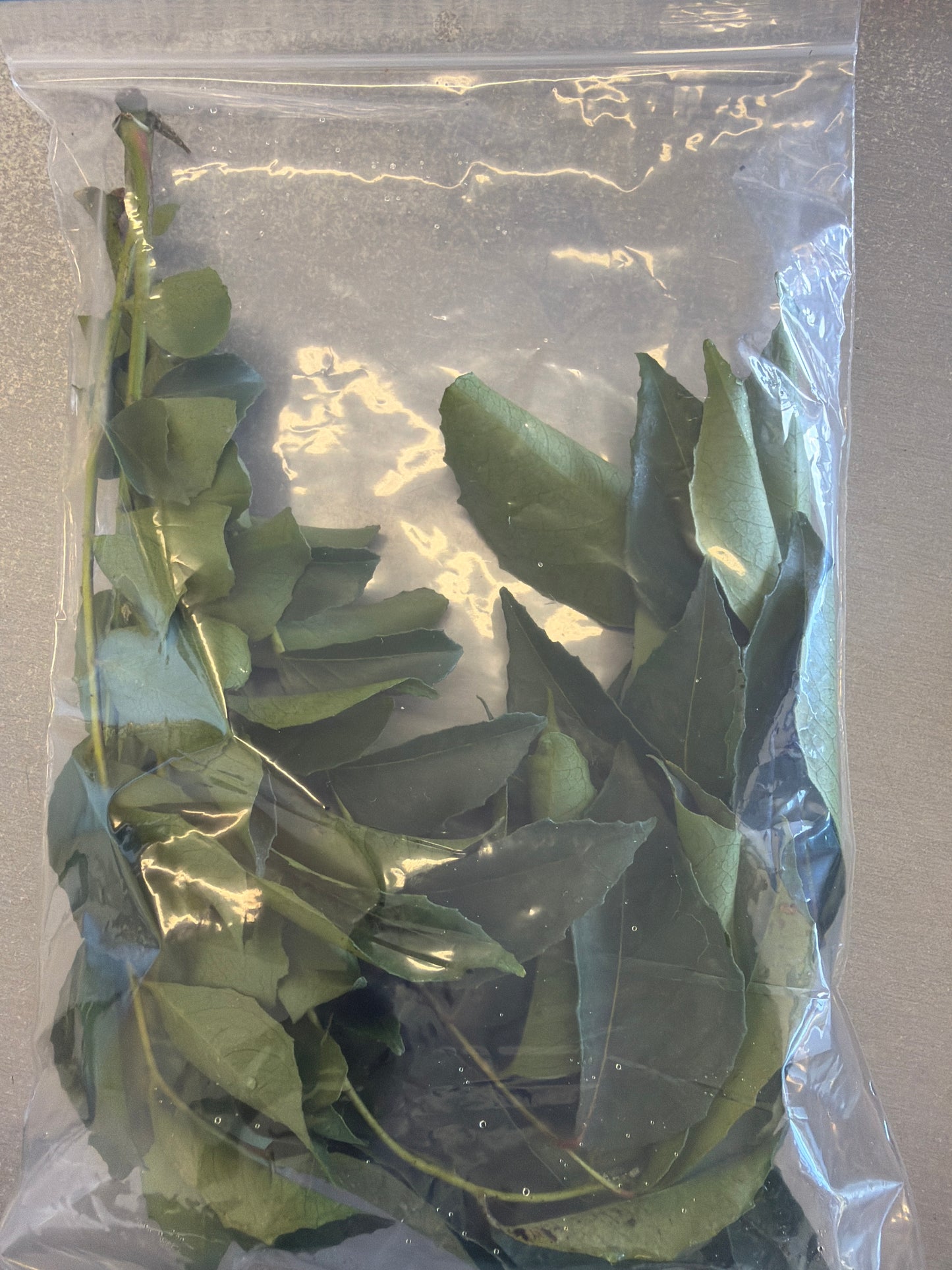 Curry Leaves