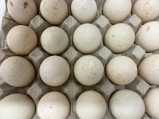 Duck Egg 20pc